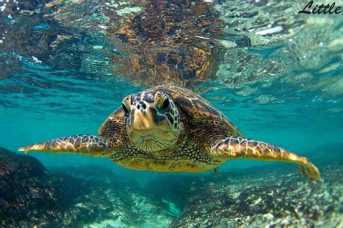 Hawaiian Outrigger Canoe Cultural and Turtle Tour - Wailea outrigger: why this feels different from a regular boat tour
