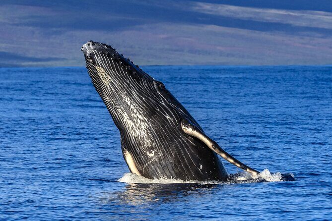 HIGH QUALITY Whale Watch Adventure Aboard Luxury Super Raft - A Super Raft Whale Watch That Feels Built for Looking