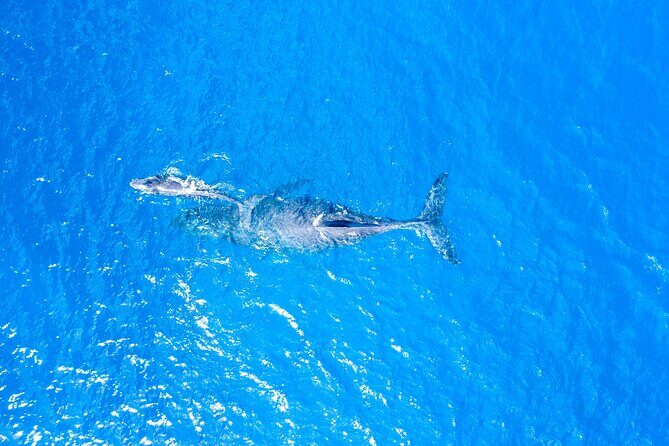 HIGH QUALITY Whale Watch Adventure Aboard Luxury Super Raft - Stop 2: Maui Ocean Center, A Handy Marker on the Route