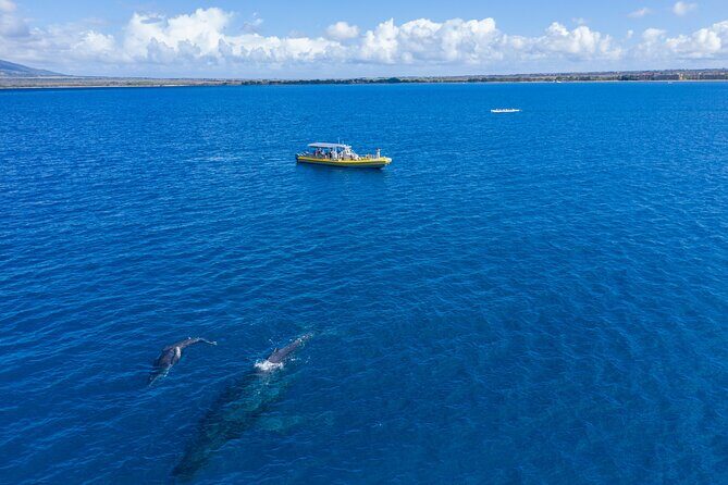 HIGH QUALITY Whale Watch Adventure Aboard Luxury Super Raft - The Hydrophones Trick That Turns Sightings Into Sound