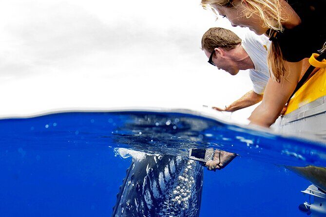 HIGH QUALITY Whale Watch Adventure Aboard Luxury Super Raft - Stop 1: Maalaea Harbor, Where Your Whale Hunt Begins
