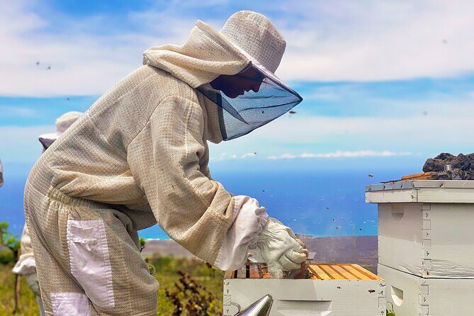 Honey Bee Adventure at the Maui Honey Bee Sanctuary - The Live Hive Experience: Seeing Frames, Trays, and Bee Behavior Up Close