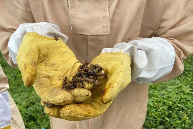 Honey Bee Adventure at the Maui Honey Bee Sanctuary - Panoramic Apiary Views: Why the Setting Is Part of the Lesson