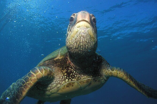 Intro/Refresher Dive Swim Ability Required - Choosing the Best Spots: Seeing Turtles and Fish