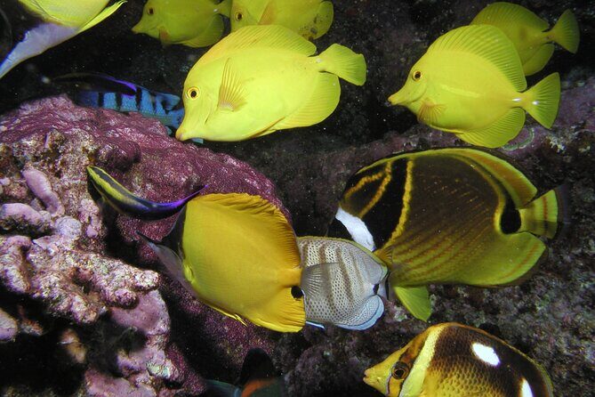 Intro/Refresher Dive Swim Ability Required - The Optional Turtle-and-Shark Add-On (And Why You Should Plan Ahead)