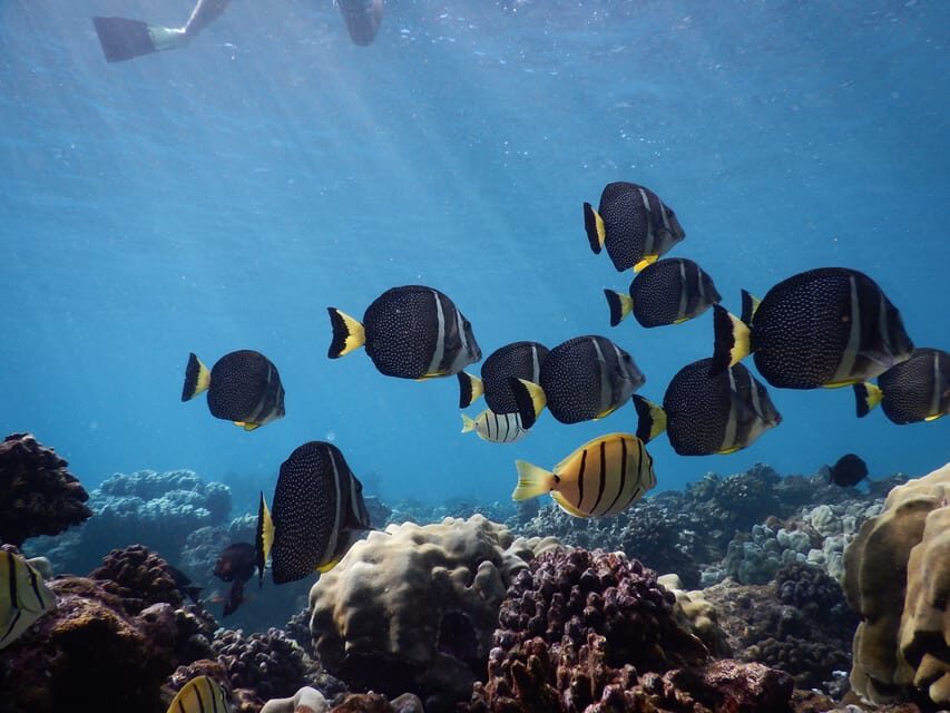 Ka'anapali Beach: Coral Reef Snorkel and Turtle Spotting - Who this trip fits best
