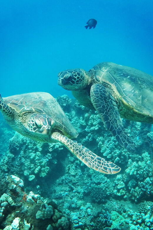 Ka'anapali Beach: Coral Reef Snorkel and Turtle Spotting - Kaanapali catamaran logistics: simple, but plan for wet boarding