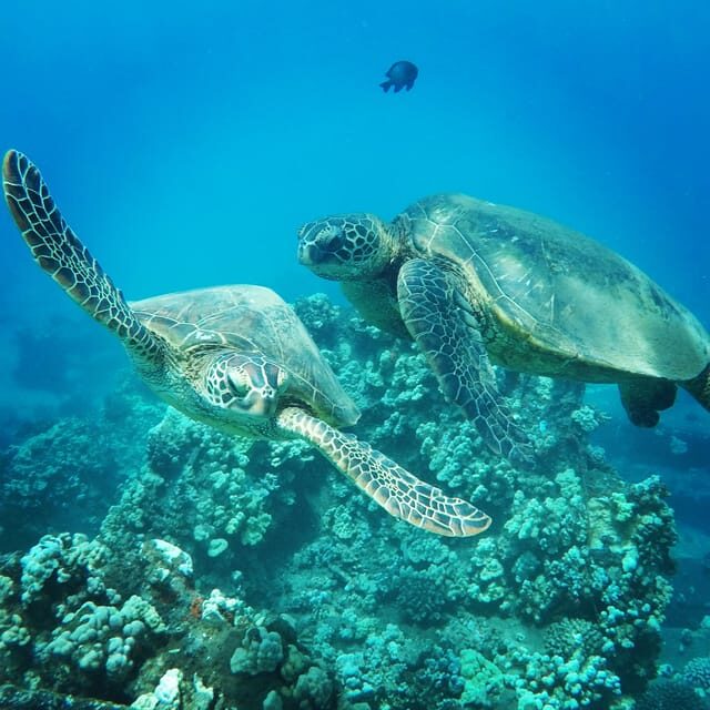 Ka'anapali Beach: Coral Reef Snorkel and Turtle Spotting - Reef safety basics (that matter more than you think)