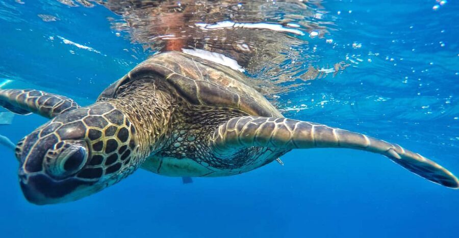 Ka'anapali Beach: Coral Reef Snorkel and Turtle Spotting - Getting there at Whaler’s Village without stress
