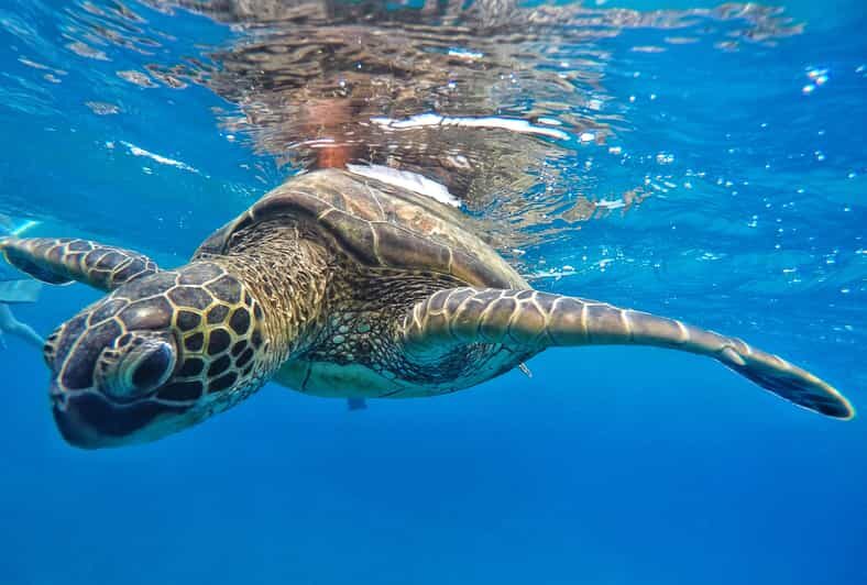 Ka'anapali Beach: Coral Reef Snorkel and Turtle Spotting - What you actually do: cruise out, turtle swim, reef time