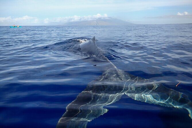 Kayak and Whale Watching Tour - Key Things That Make This Whale Kayak Tour Worth It