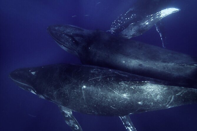 Kayak and Whale Watching Tour - Makena Landing Park and a 7am Start (Why Timing Matters)
