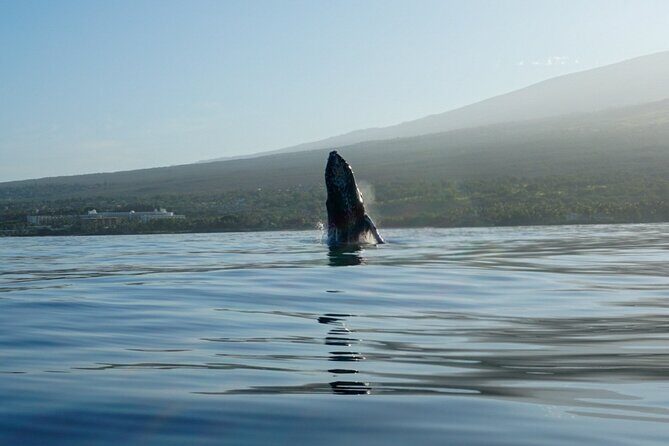 Kayak and Whale Watching Tour - Whale Songs, Breaches, and the Stuff You Can Actually Notice
