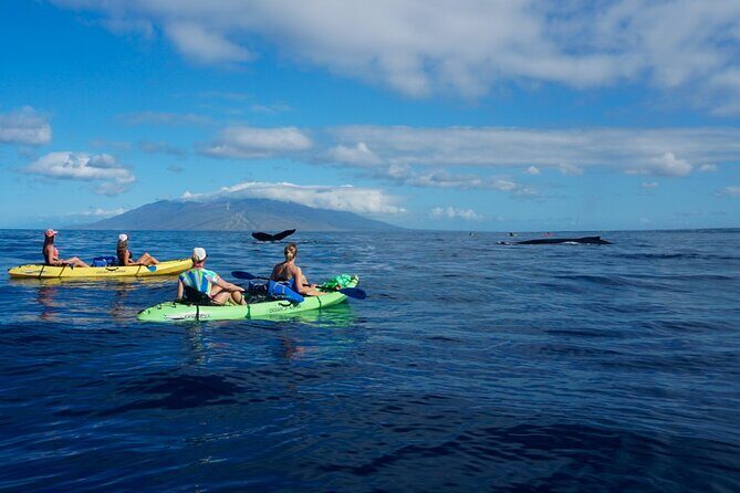 Kayak and Whale Watching Tour - Guides Chris and Kris: Why Their Spotting and Patience Matter