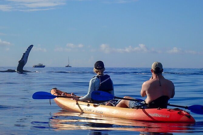 Kayak and Whale Watching Tour - Season Check: When Maui Becomes a Humpback Hot Spot