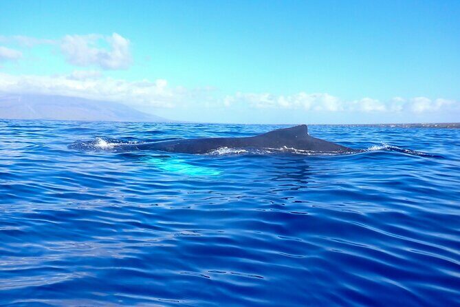 Kayak and Whale Watching Tour - Included vs Not Included: Photos, Water, and Tipping