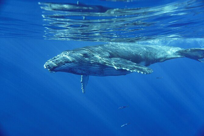 Kayak and Whale Watching Tour - Group Size, Language, and Who This Tour Fits Best