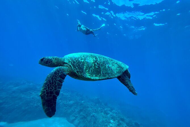 Kayak & Turtle Town Snorkel(Turtles Guaranteed) + Whale Watching - Whale watching from the water: pods happen, but not on command