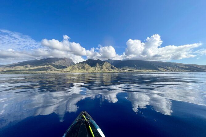 Kayak & Turtle Town Snorkel(Turtles Guaranteed) + Whale Watching - The turtle cleaning station snorkel: the main event