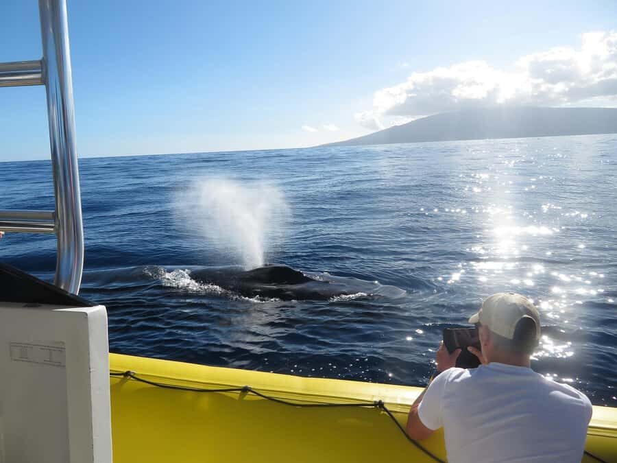 Lahaina: Day or Sunset Whale Watching Tour with Naturalist - Key takeaways before you go