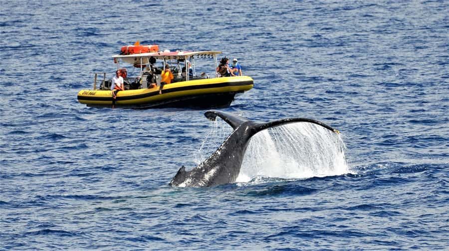Lahaina: Day or Sunset Whale Watching Tour with Naturalist - Lahaina whale watching on a raft: what you’re really paying for