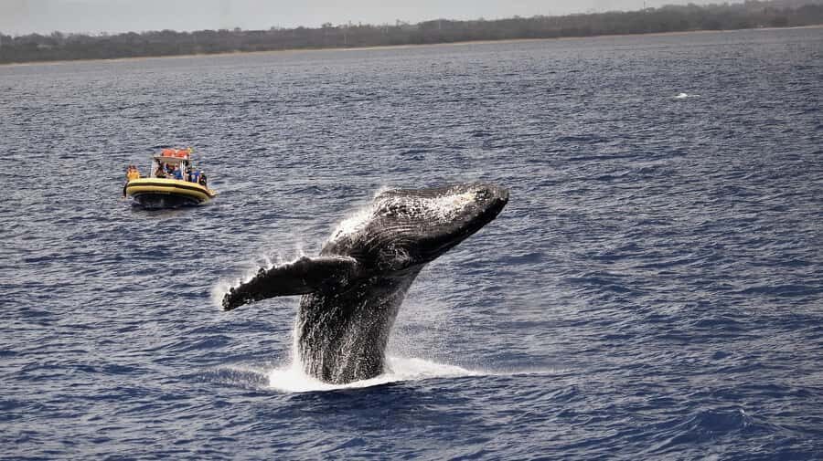 Lahaina: Day or Sunset Whale Watching Tour with Naturalist - Maui Nui whale sanctuary: what you’re looking for