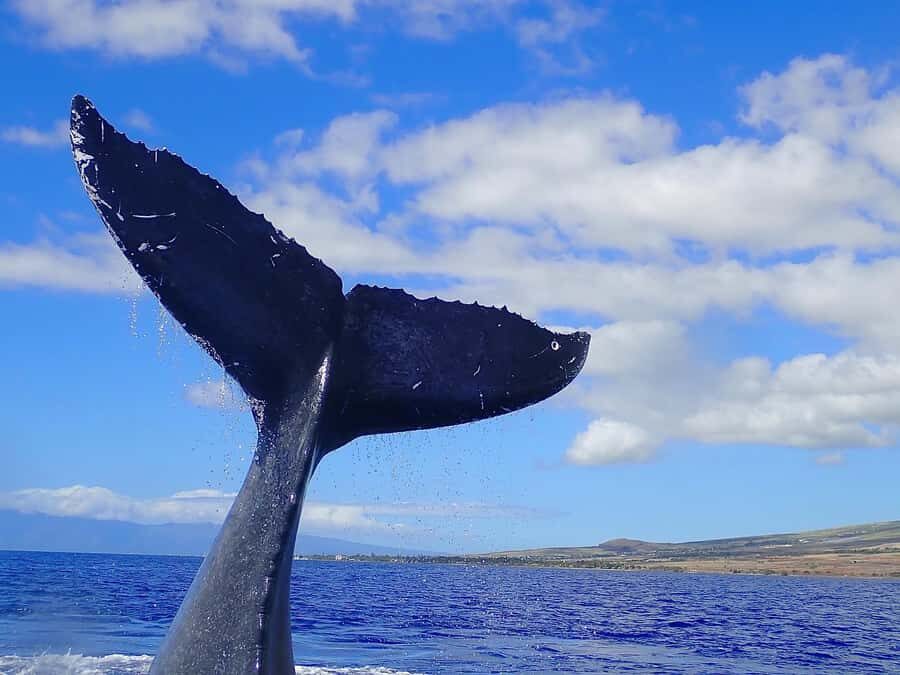Lahaina: Day or Sunset Whale Watching Tour with Naturalist - Price and value: is $80 a fair deal?