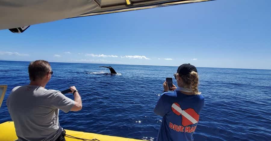 Lahaina: Day or Sunset Whale Watching Tour with Naturalist - Getting to Auau Channel: timing and practical logistics