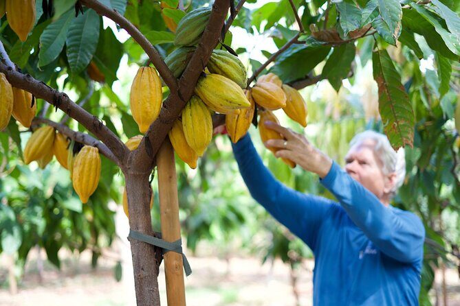 Lahaina: Maui Ku'ia Estate Guided Cacao Farm Tour and Tasting - Key things to know before you go