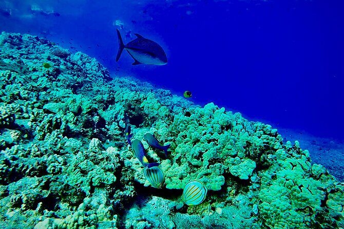 Marine Biologist Guided Snorkel Tour from Shore at Turtle Town - Meeting at RC32+RX Olowalu and Getting Your Snorkel 101
