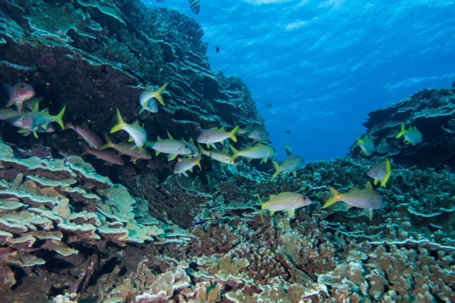 Maui: Beginner Discovery Scuba Dive Excursion from Lahaina - FAQ