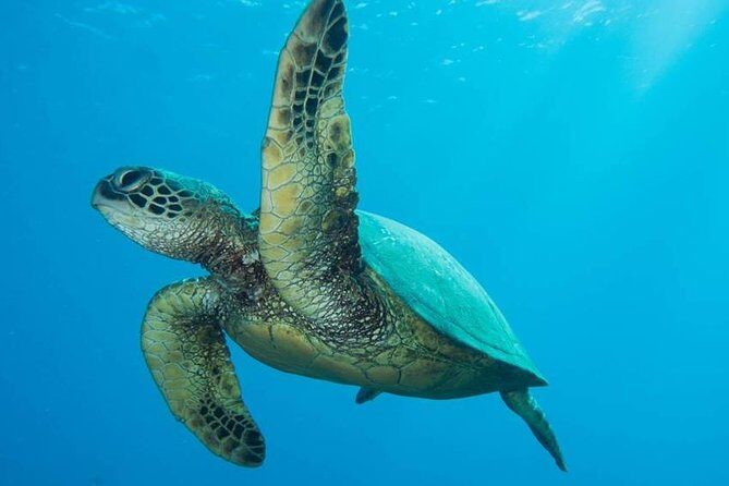 Maui Certified Shore Diving from Lahaina - Maui Shore Scuba With a Naturalist: the part that makes it worth it