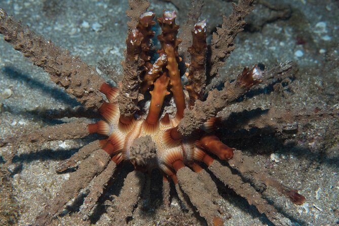 Maui Certified Shore Diving from Lahaina - What you’re actually doing: the reef, the timing, and the “small group” feel