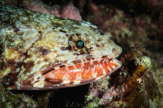 Maui Certified Shore Diving from Lahaina - Timing rules: flying and your 18-hour wait
