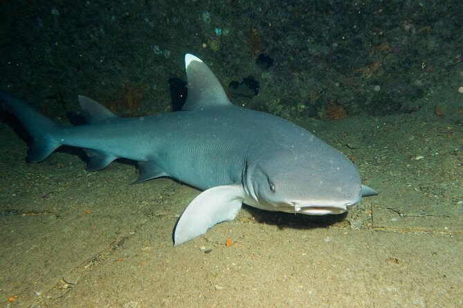 Maui Certified Shore Diving from Lahaina - Quick booking checklist (so you don’t lose time on Maui)