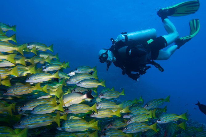 Maui Certified Shore Diving from Lahaina - Gear and guidance: why “equipment included” is more than a convenience