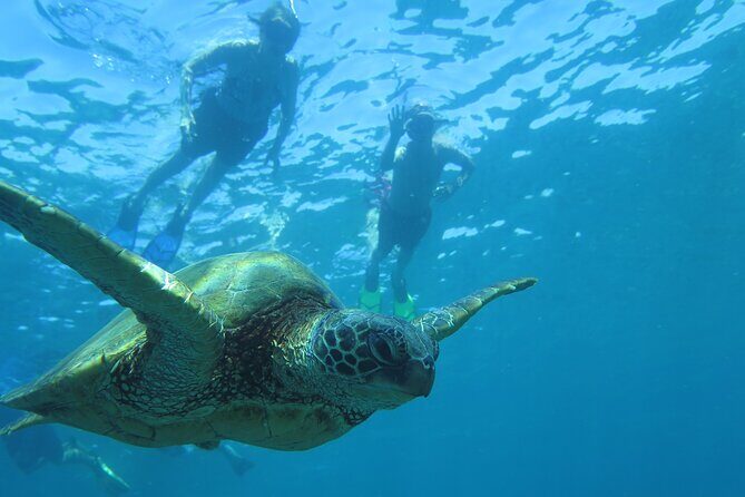 Maui Clear Kayak and Snorkel Tour: Swim with turtles (Makena) - Price and value: what $130 really buys you