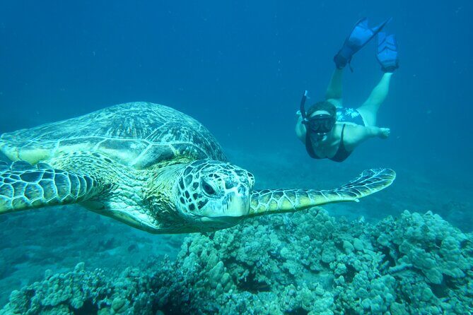Maui Clear Kayak and Snorkel Tour: Swim with turtles (Makena) - Logistics that can surprise you: weight checks and kayak limits