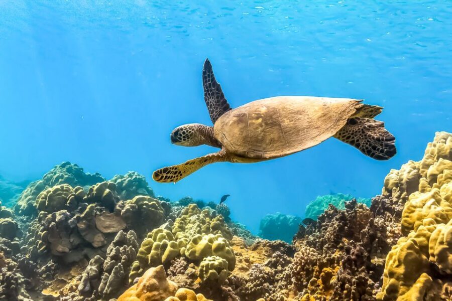 Maui: Eco-Friendly Molokini & Turtle Town Tour with Meals - Start at Maalaea: the easiest way to avoid stress before you snorkel