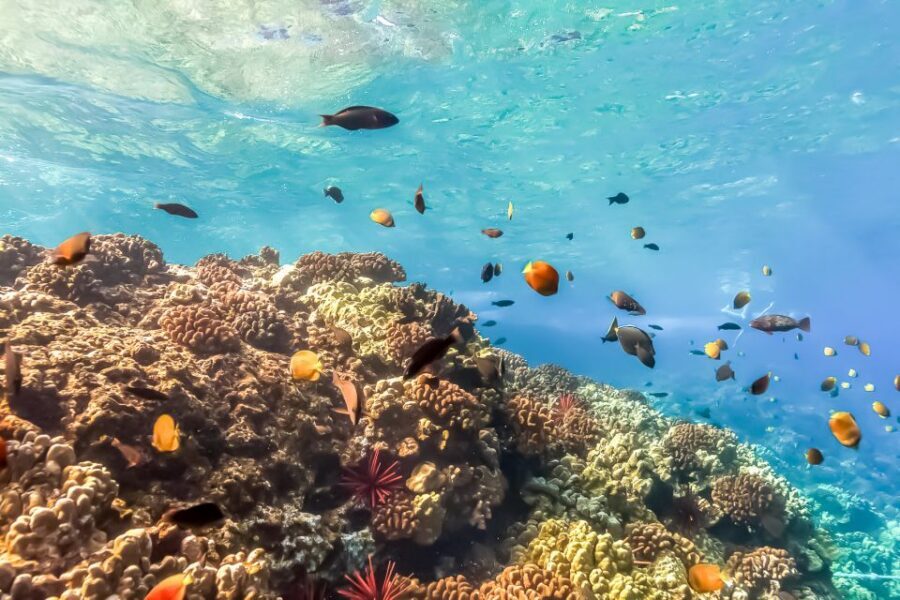 Maui: Eco-Friendly Molokini & Turtle Town Tour with Meals - What to bring (and what to skip) for a smoother snorkel day