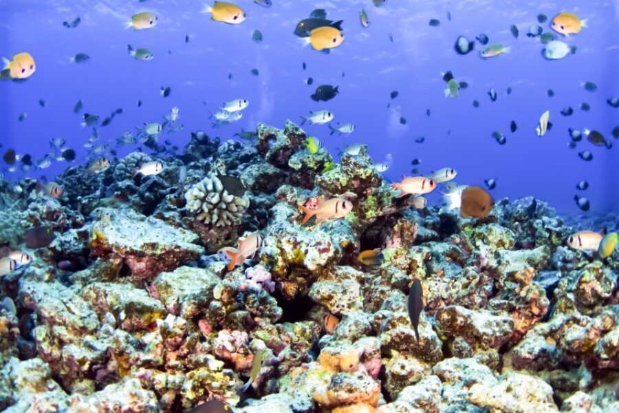 Maui: Eco-Friendly Molokini & Turtle Town Tour with Meals - Why Molokini is special: protected crater water, not a casual beach stop