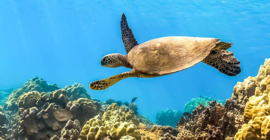Maui: Eco-Friendly Molokini & Turtle Town Tour with Meals - Molokini crater snorkeling: crystal-clear water with coral and seabirds