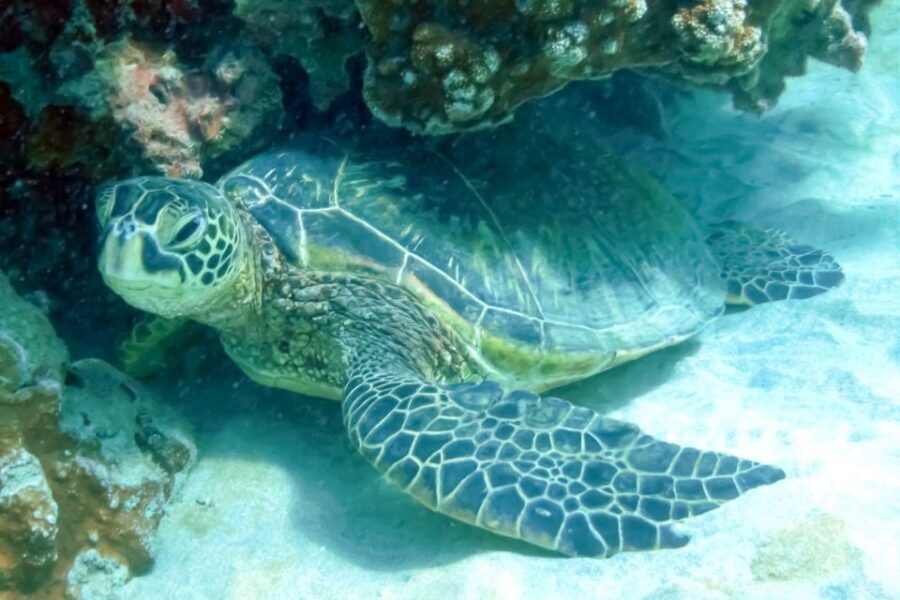 Maui: Eco-Friendly Molokini & Turtle Town Tour with Meals - Food on the water: breakfast and lunch that fuel snorkeling