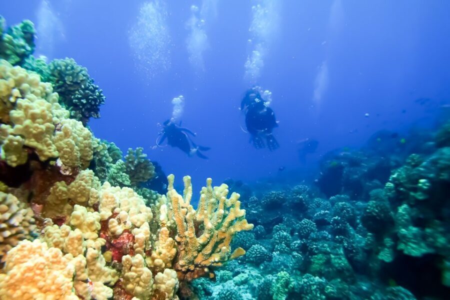 Maui: Eco-Friendly Molokini & Turtle Town Tour with Meals - Learning that doesn’t feel like school: marine naturalists and fish ID