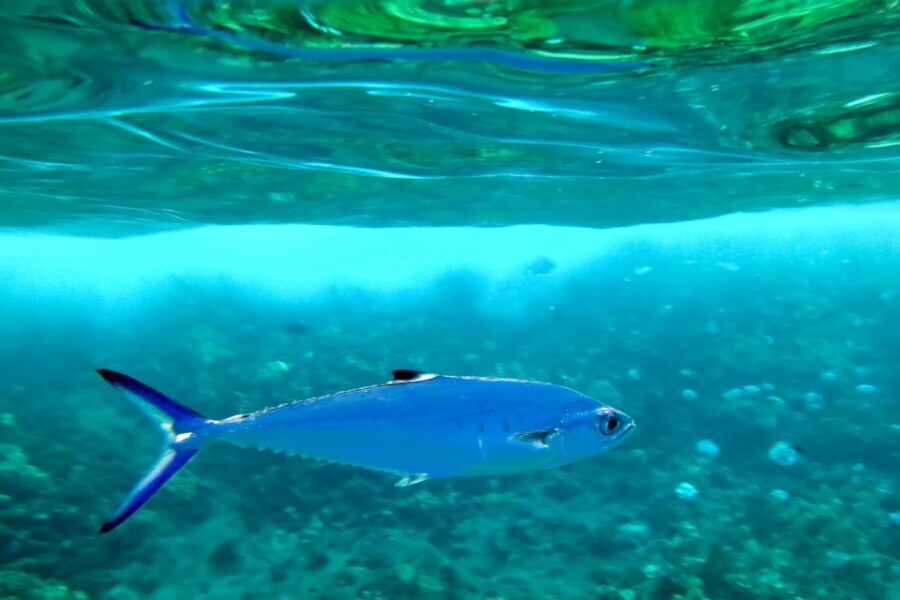 Maui: Eco-Friendly Molokini & Turtle Town Tour with Meals - Crew style and group vibe: what to expect when the boat fills up