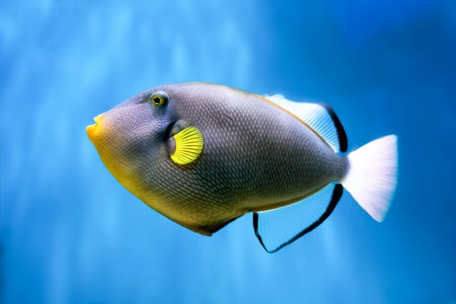 Maui: Eco-Friendly Molokini & Turtle Town Tour with Meals - Photography and add-ons: nice memories, but watch the costs