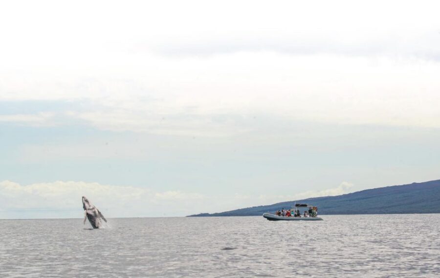 Maui: Guided Whale Watching Tour on Eco Raft - Key moments you’ll remember