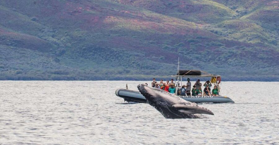 Maui: Guided Whale Watching Tour on Eco Raft - Who this tour suits best (and the people who should skip it)
