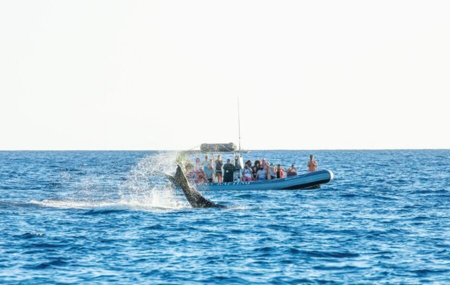 Maui: Guided Whale Watching Tour on Eco Raft - Why an eco-raft whale watching trip in Lahaina feels different