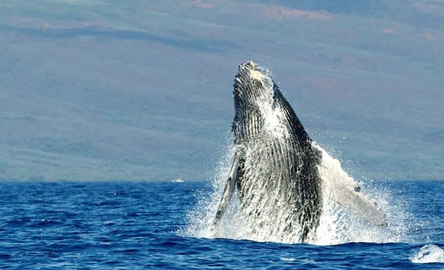 Maui: Guided Whale Watching Tour on Eco Raft - Hydrophone whale sounds: why it’s more than a gadget